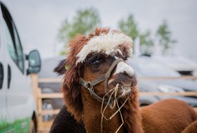 BEKELĖS FIESTA 2016