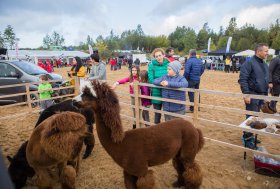 BEKELĖS FIESTA 2016